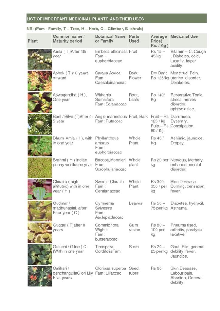 Image result for seneca uses of plants