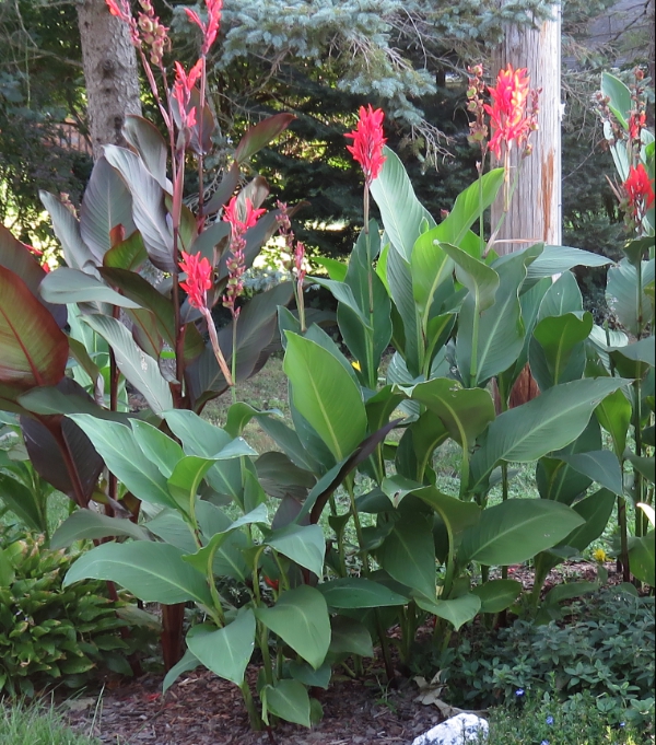 Cannas Bulbs for Sale 2 ea. MayJune, 2019 East Aurora, NY