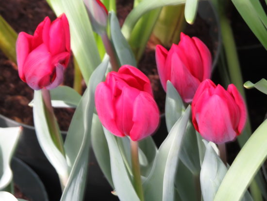 Buffalo Botanical Gardens Spring Flower Show - April 16 to April 18