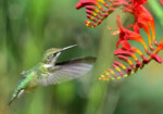 crocosmina-with-hummingbird-1